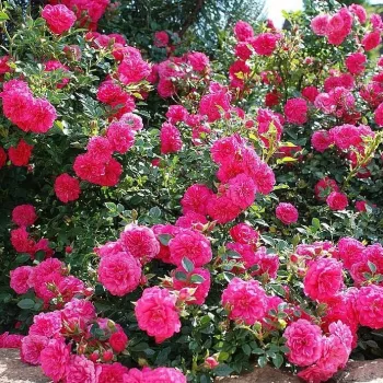 Rosa oscuro - rosales tapizantes   (30-50 cm)