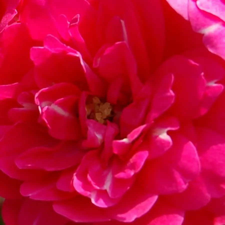 Csokros - Rózsa - Knirps® - Kertészeti webáruház