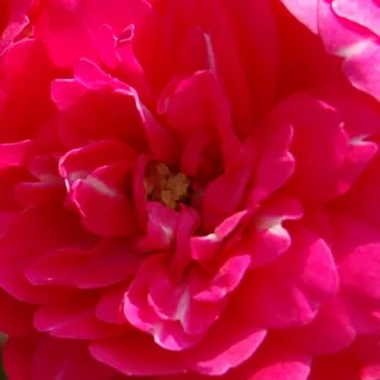 Rozen bestellen en bezorgen - Rosa Knirps® - geurloze roos - Stamroos – Kleine bloemen - roze - W. Kordes & Sonshangende kroonvorm - 0