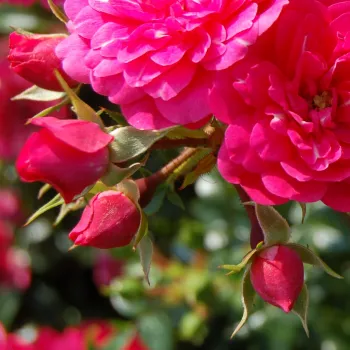 Rosa Knirps® - rózsaszín - Apróvirágú - magastörzsű rózsafa- csüngő koronaforma