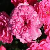 Pôdopokryvná ruža - bez vône - ružová - Rosa Knirps®