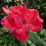 Vörös - virágágyi floribunda rózsa - Online rózsa vásárlás - Rosa Knock Out® - nem illatos rózsa