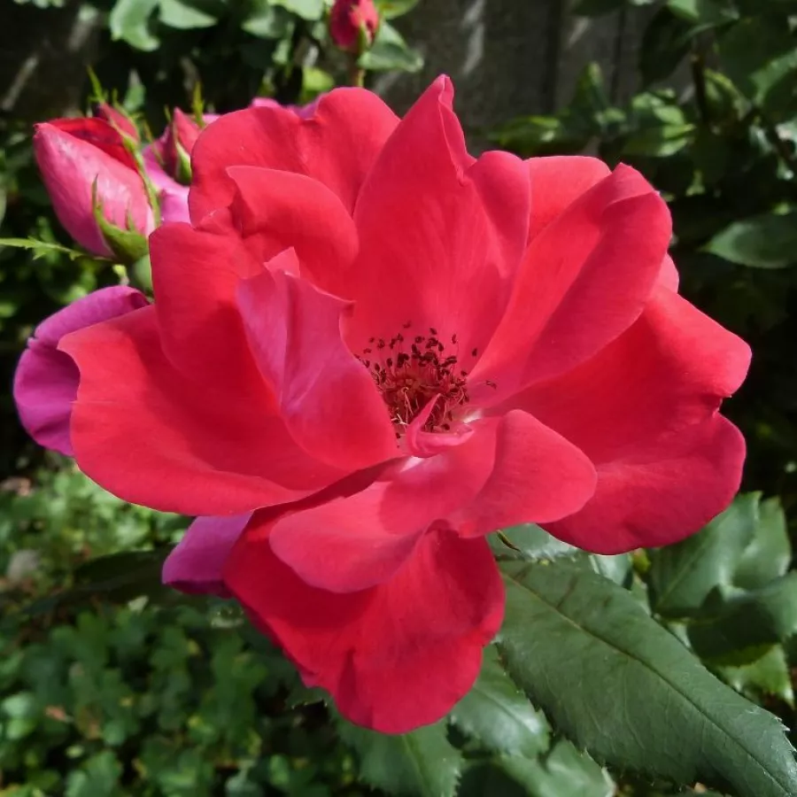 Virágágyi floribunda rózsa - Rózsa - Knock Out® - Online rózsa rendelés