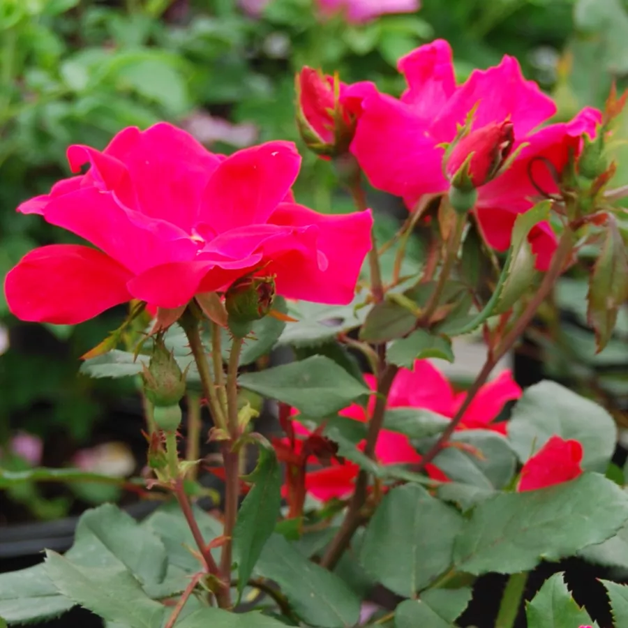 Rosso - Rosa - Knock Out® - Produzione e vendita on line di rose da giardino