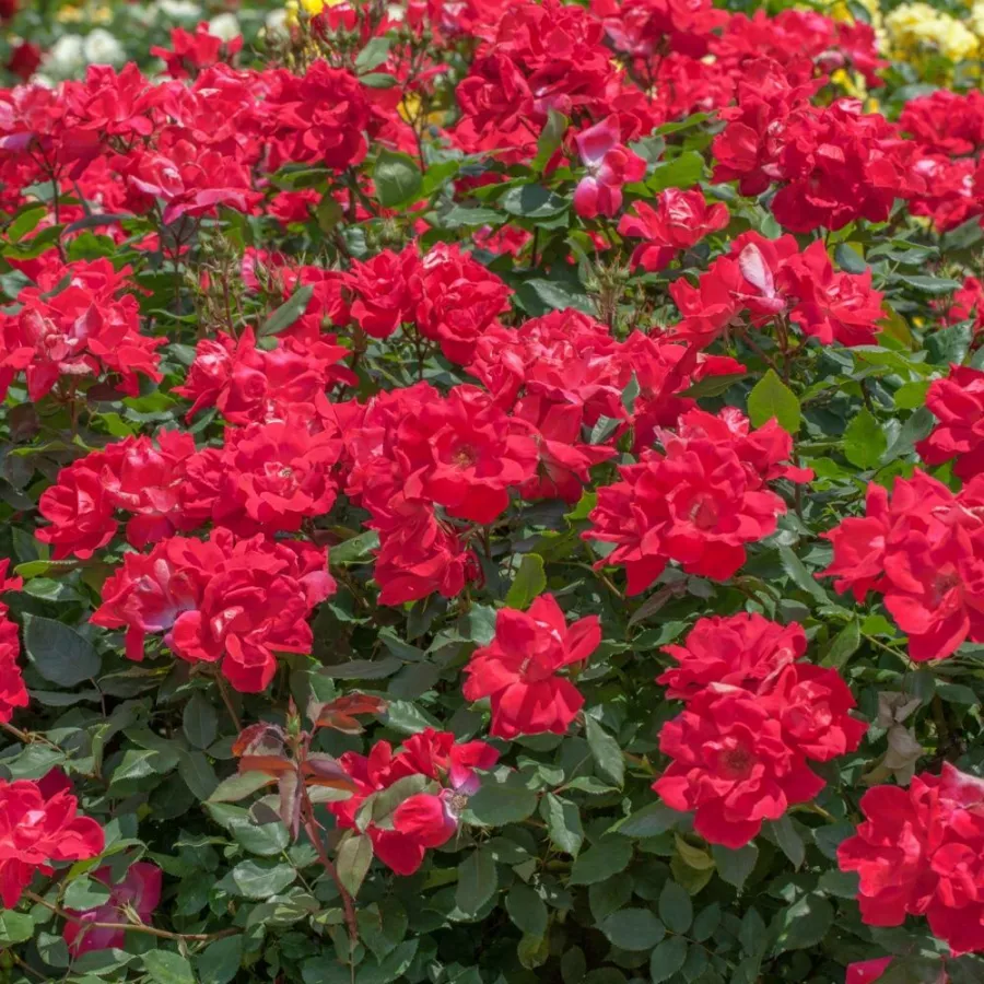 RADrazz - Rosa - Knock Out® - Produzione e vendita on line di rose da giardino