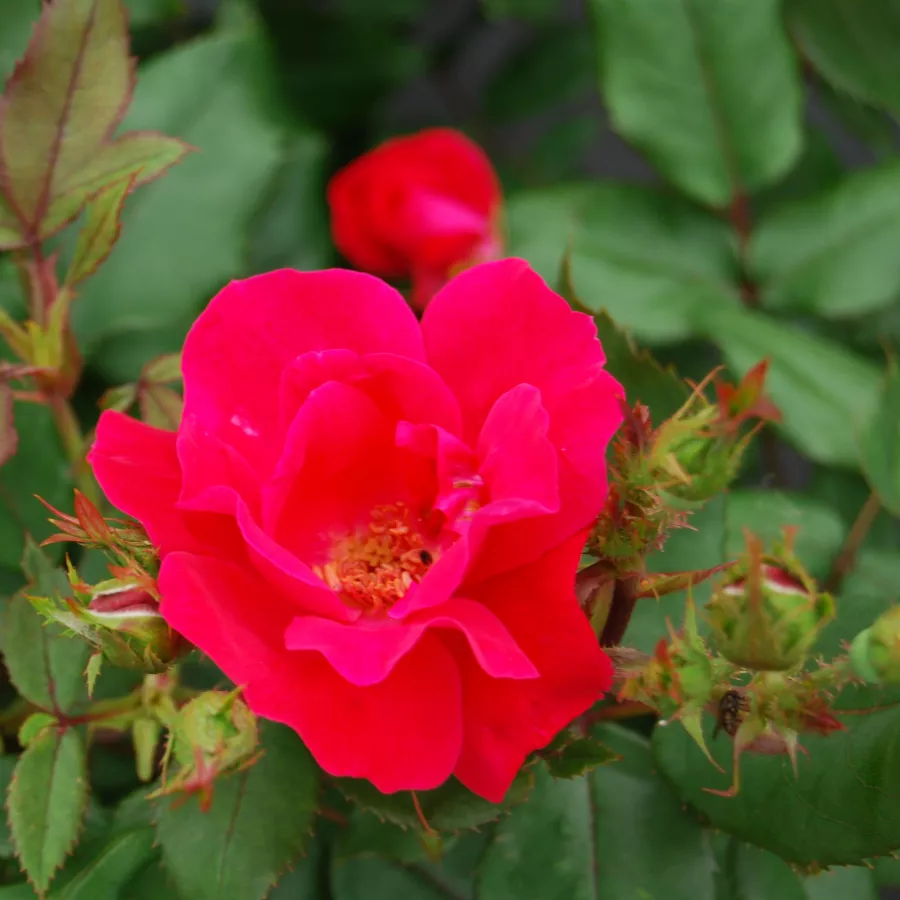 Csokros virágú - magastörzsű rózsafa - Rózsa - Knock Out® - Kertészeti webáruház