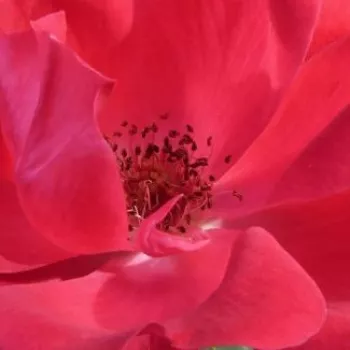 Rosa Knock Out® - rosa sin fragancia - Árbol de Rosas Floribunda - rosal de pie alto - rojo - William J. Radler- forma de corona tupida - Rosal de árbol con multitud de flores que se abren en grupos no muy densos.