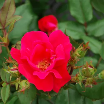 Rosa Knock Out® - červený - stromčekové ruže - Stromkové ruže, kvety kvitnú v skupinkách