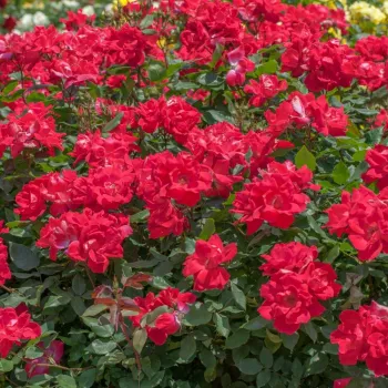 Kolor czerwonej czereśni - róże rabatowe floribunda