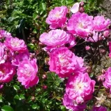Rózsaszín - virágágyi polianta rózsa - Online rózsa vásárlás - Rosa Kodály Zoltán - diszkrét illatú rózsa - gyöngyvirág aromájú