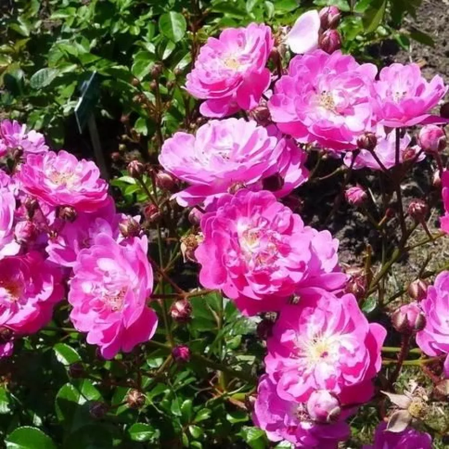 Róże rabatowe polianty - Róża - Kodály Zoltán - Szkółka Róż Rozaria