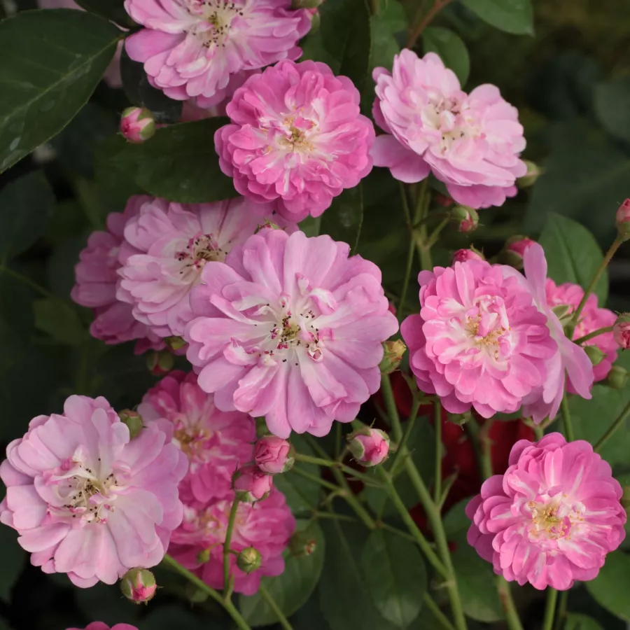 Viola - bianco - Rosa - Kodály Zoltán - Produzione e vendita on line di rose da giardino