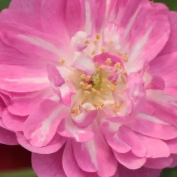 Online rózsa vásárlás - virágágyi polianta rózsa - rózsaszín - diszkrét illatú rózsa - gyöngyvirág aromájú - Kodály Zoltán - (70-80 cm)