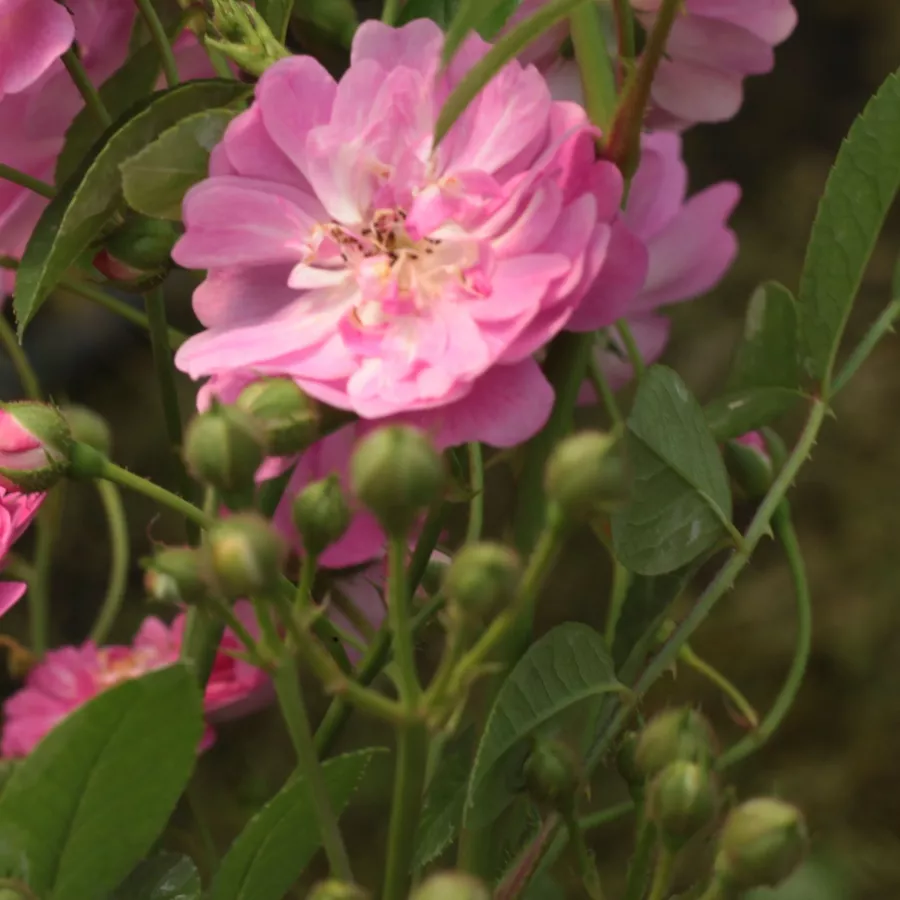 árbol de rosas miniatura - rosal de pie alto - Rosa - Kodály Zoltán - rosal de pie alto