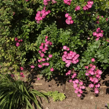 Fioletowo-różowy usa, białym centrum - Róże pienne - z drobnymi kwiatami - korona krzaczasta