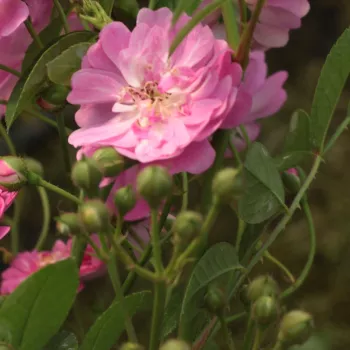 Rosa Kodály Zoltán - fialovo růžová s bílým středem - stromkové růže - Stromková růže s drobnými květy