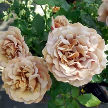 Világosbarna - rózsaszín árnyalat - virágágyi floribunda rózsa - diszkrét illatú rózsa - kajszibarack aromájú