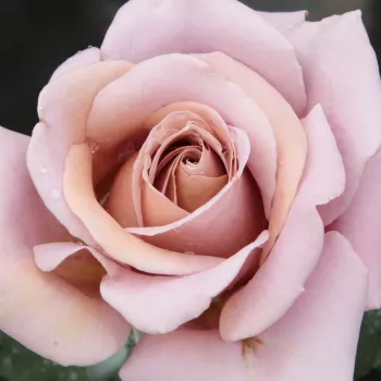 Rózsa kertészet - barna - virágágyi floribunda rózsa - Koko Loco™ - diszkrét illatú rózsa - kajszibarack aromájú - (75-90 cm)