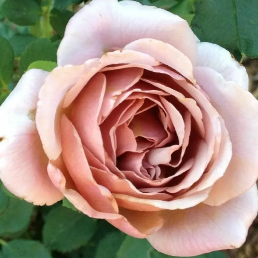 Virágágyi floribunda rózsa - Rózsa - Koko Loco™ - Online rózsa rendelés