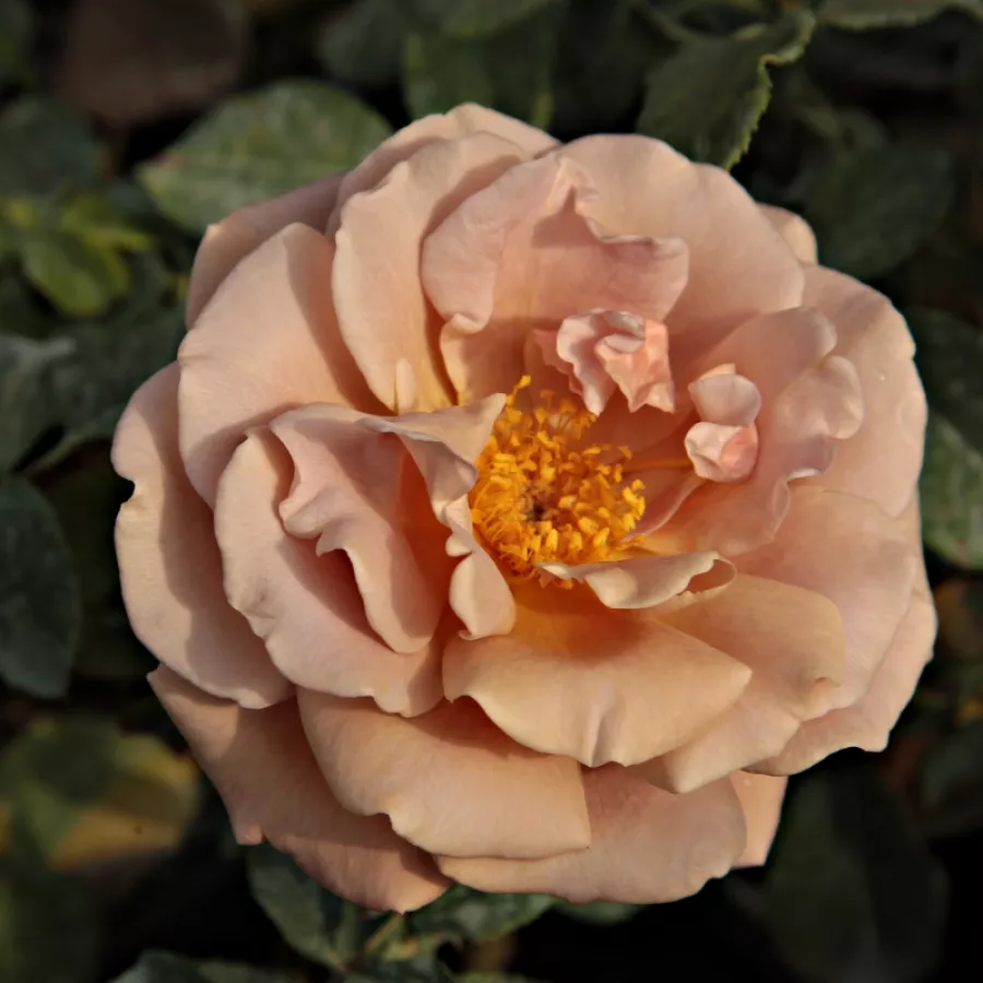 Brązowy - Róża - Koko Loco™ - Szkółka Róż Rozaria