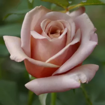 Rosa Koko Loco™ - hnedý - záhonová ruža - floribunda
