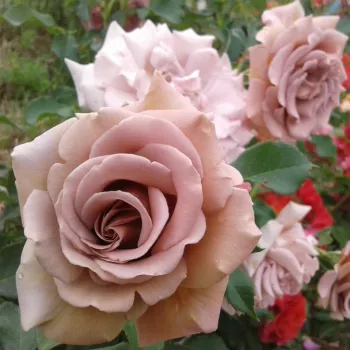 Világosbarna - rózsaszín árnyalat - virágágyi floribunda rózsa   (75-90 cm)