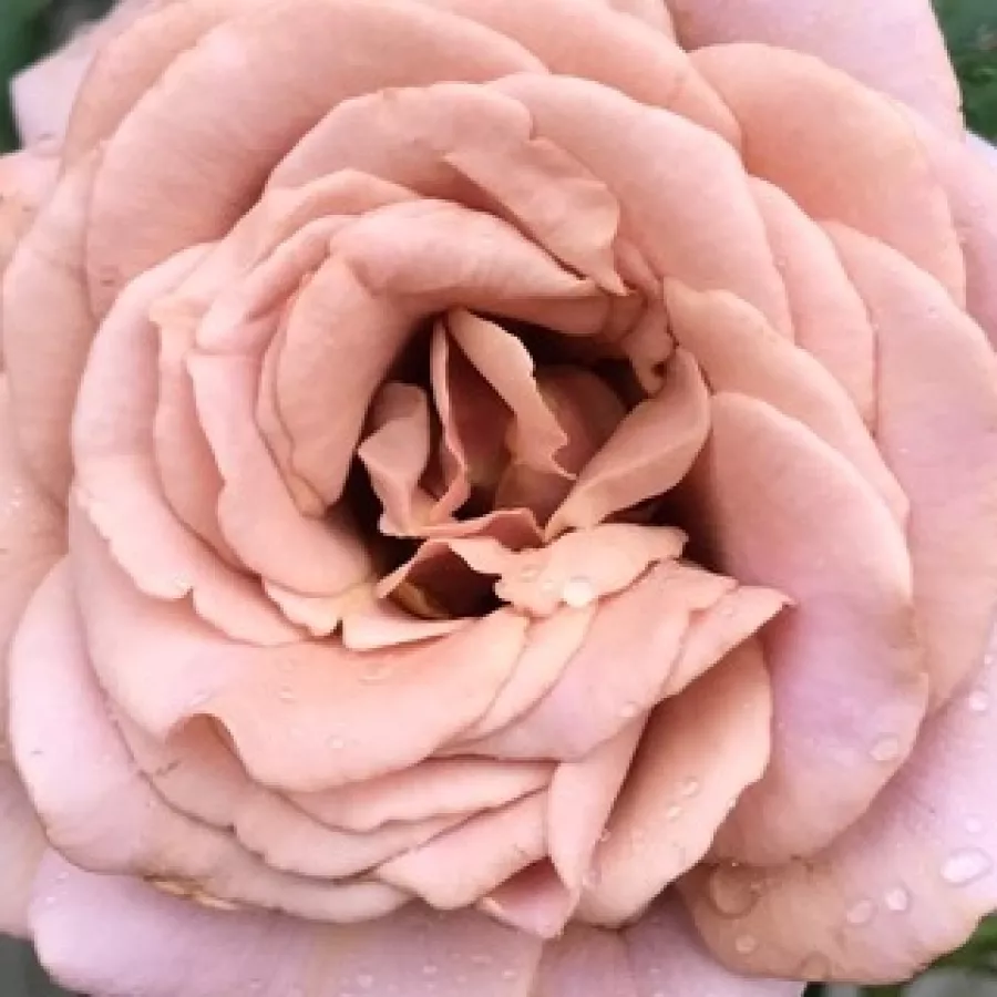 Floribunda - Rosa - Koko Loco™ - Comprar rosales online
