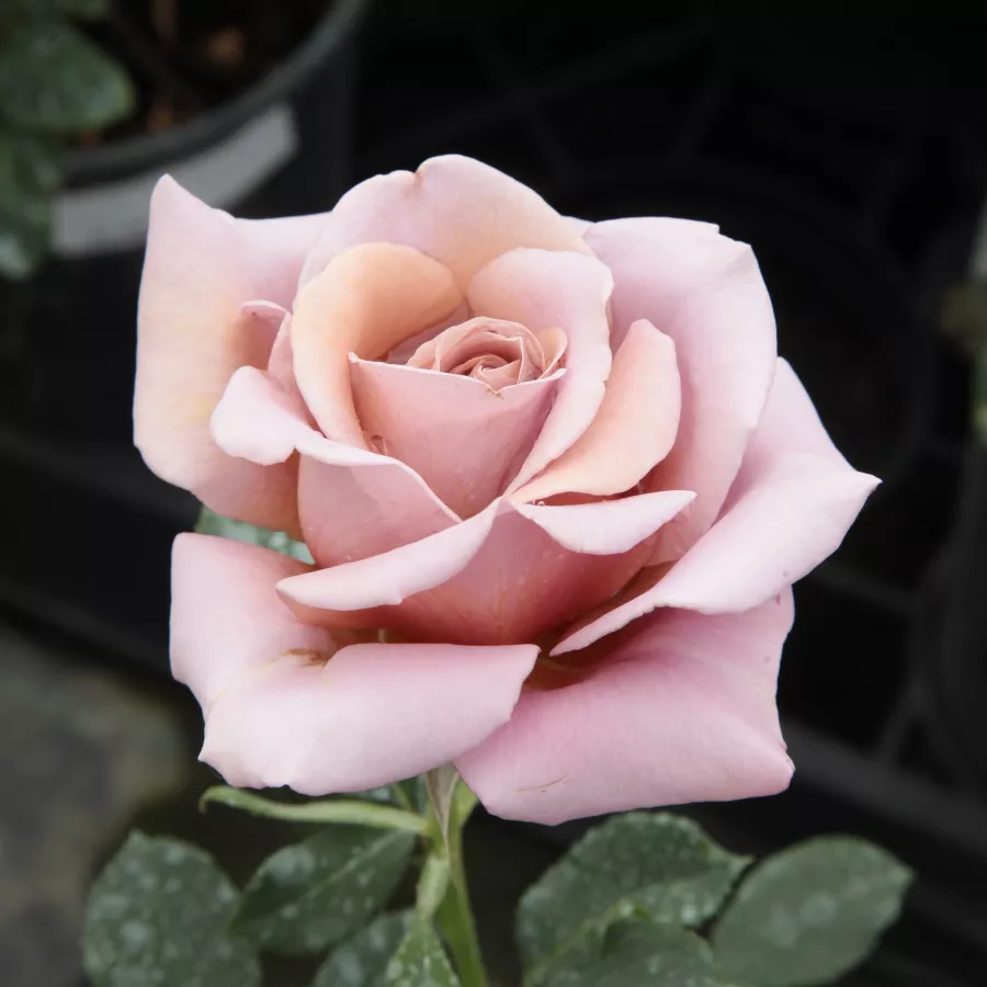 Marrón - Rosa - Koko Loco™ - rosal de pie alto
