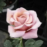 Marrón - rosal de pie alto - árbol de rosas de flores en grupo - rosal de pie alto - Rosa Koko Loco™ - rosa de fragancia discreta - albaricoque