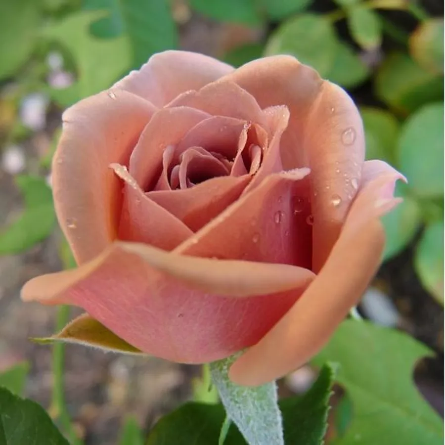 Róża pienna - Róże pienne - z kwiatami bukietowymi - Róża - Koko Loco™ - 