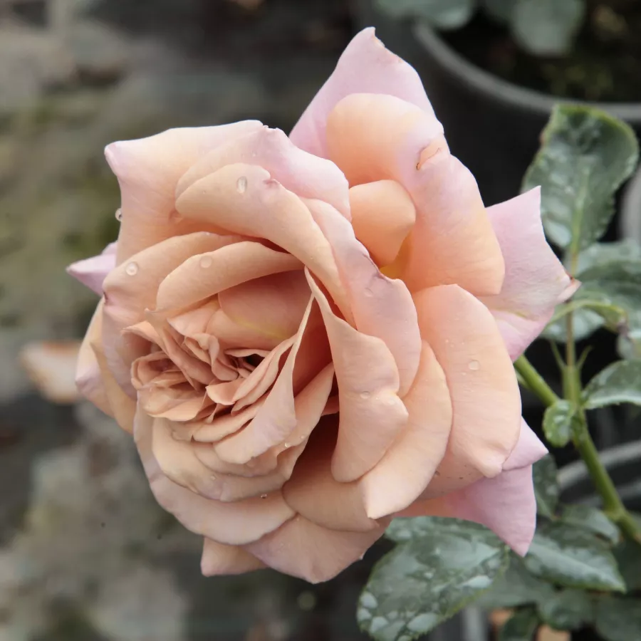 Trandafiri Floribunda - Trandafiri - Koko Loco™ - comanda trandafiri online