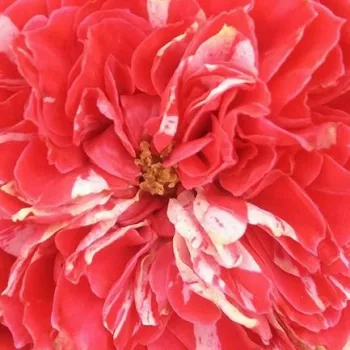 Online rózsa vásárlás - rózsaszín - fehér - virágágyi floribunda rózsa - Konstantina™ - diszkrét illatú rózsa - alma aromájú - (60-70 cm)