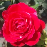 Floribunda - růžová - bílá - diskrétní - Rosa Konstantina™ - Růže online koupit v prodejně