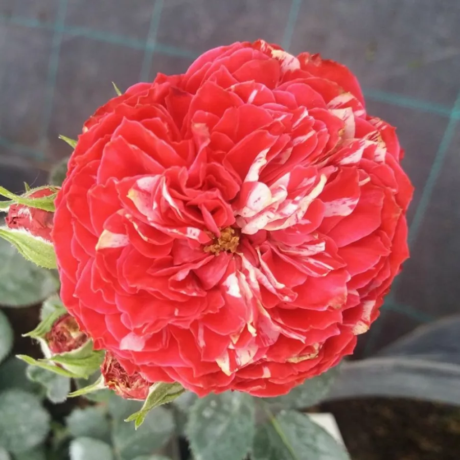 Rosa - bianco - Rosa - Konstantina™ - Produzione e vendita on line di rose da giardino