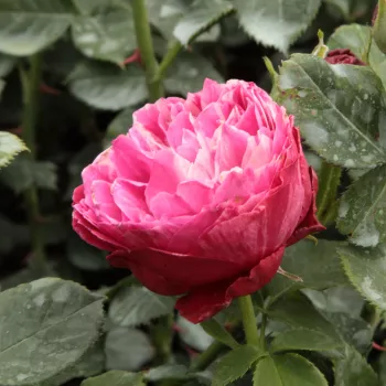 Rosa Konstantina™ - różowy - biały - róże rabatowe grandiflora - floribunda