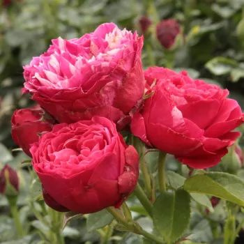 Alb cu dungi mov - Trandafiri Floribunda   (60-70 cm)
