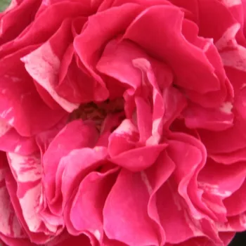 Ružová - školka - eshop  - záhonová ruža - floribunda - pink - biela - mierna vôňa ruží - aróma jabĺk - Konstantina™ - (60-70 cm)