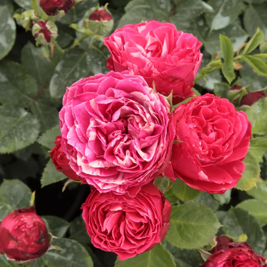 PhenoGeno Roses - Rosa - Konstantina™ - rosal de pie alto