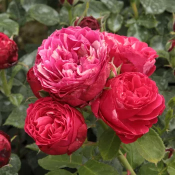 Rosa oscuro con rayas blancas - Árbol de Rosas Floribunda - rosal de pie alto- forma de corona tupida