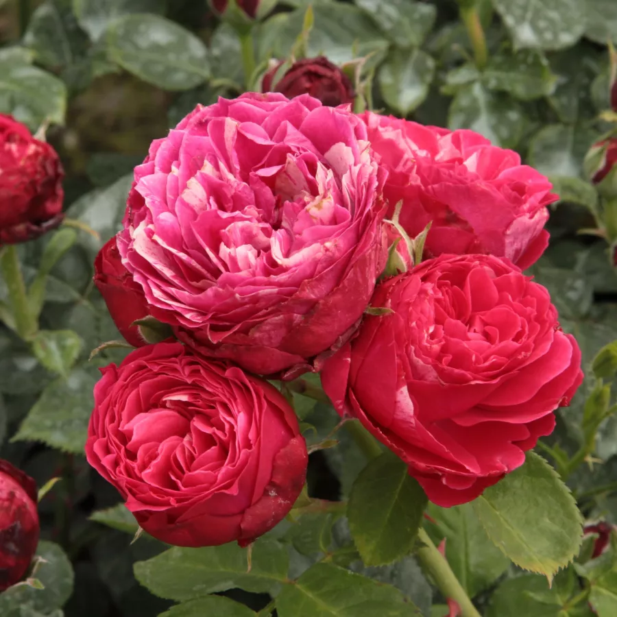 Telt virágú - Rózsa - Konstantina™ - online rózsa vásárlás