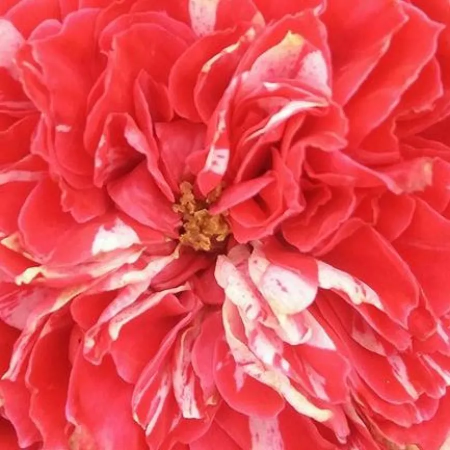 PhenoGeno Roses - Trandafiri - Konstantina™ - comanda trandafiri online
