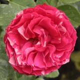 Záhonová ruža - floribunda - pink - biela - Rosa Konstantina™ - mierna vôňa ruží - aróma jabĺk