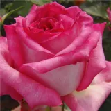 Fehér - rózsaszín - teahibrid rózsa - Online rózsa vásárlás - Rosa Kordes' Perfecta® - intenzív illatú rózsa - eper aromájú