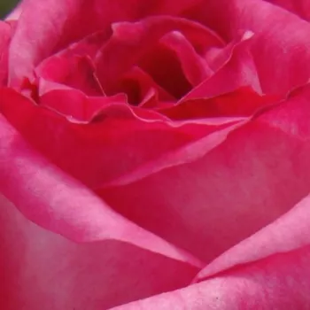 Rózsák webáruháza. - fehér - rózsaszín - teahibrid rózsa - Kordes' Perfecta® - intenzív illatú rózsa - eper aromájú - (130-170 cm)