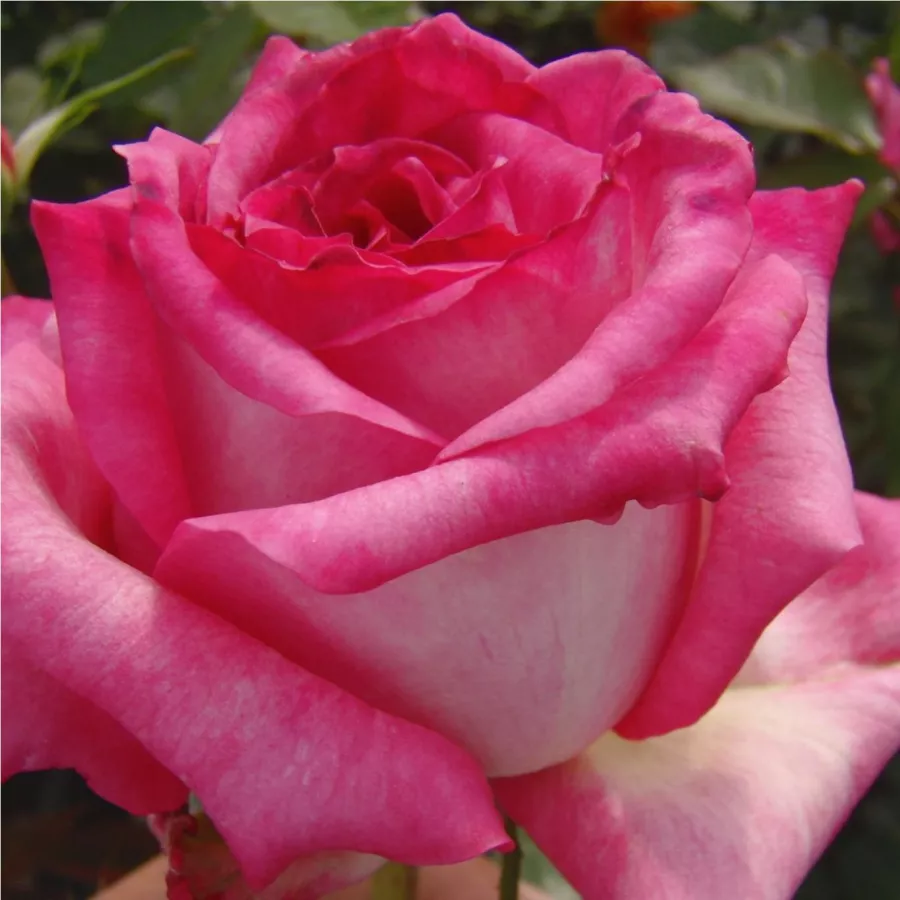 Weiß - rosa - Rosen - Kordes' Perfecta® - 