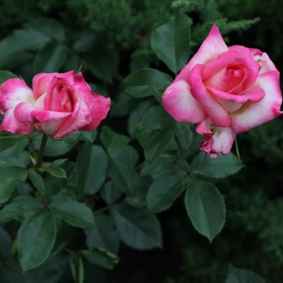 120-150 cm - Rosa - Kordes' Perfecta® - rosal de pie alto