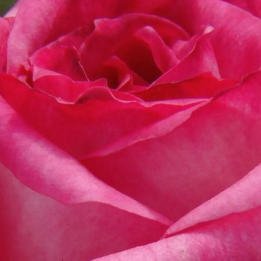 Solitaria - Rosa - Kordes' Perfecta® - rosal de pie alto