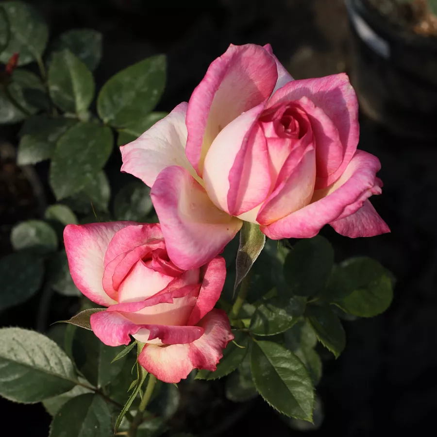 Blanc - rose - Rosier - Kordes' Perfecta® - rosier en ligne pépinières