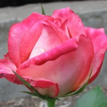 Rosa Kordes' Perfecta® - blanco - rosa - Rosas híbridas de té