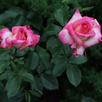Krémszínű - rózsaszín sziromszél - teahibrid rózsa - intenzív illatú rózsa - eper aromájú